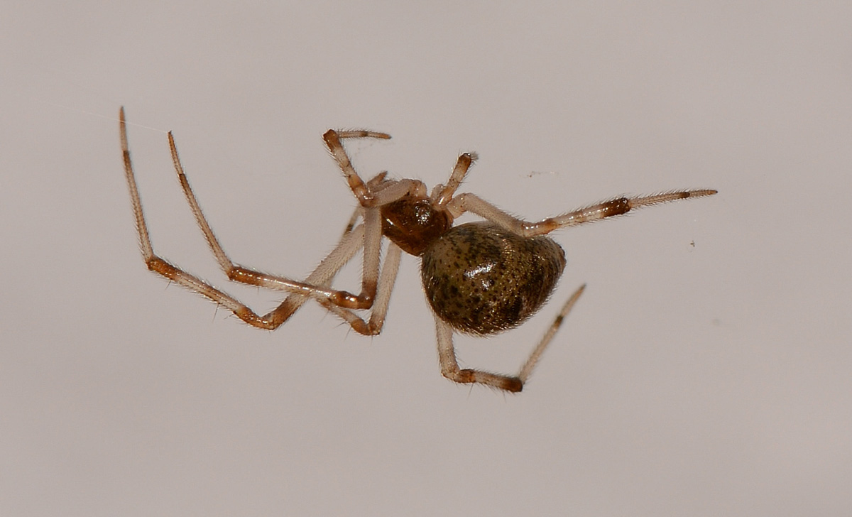 Parasteatoda tepidariorum - Medaglia (MI)