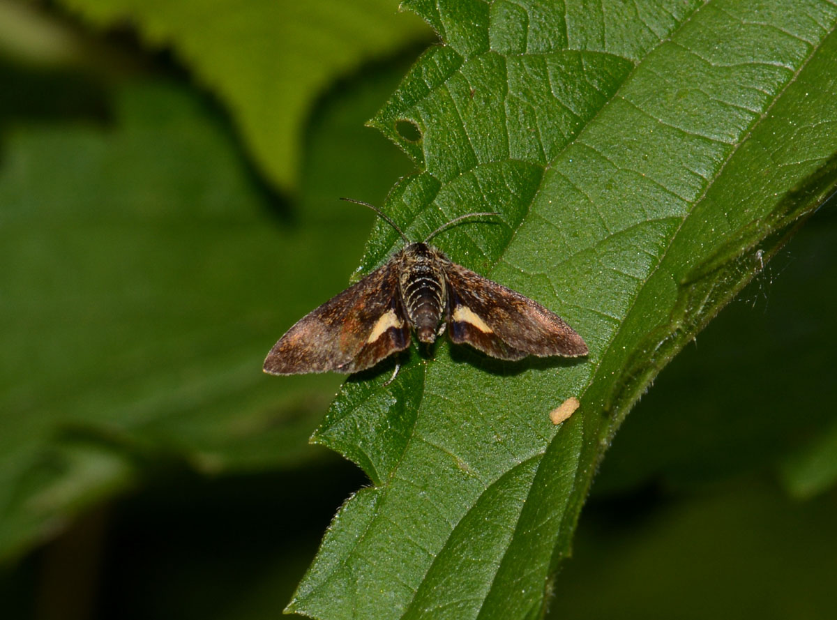 Quasi un quiz - Panemeria tenebrata