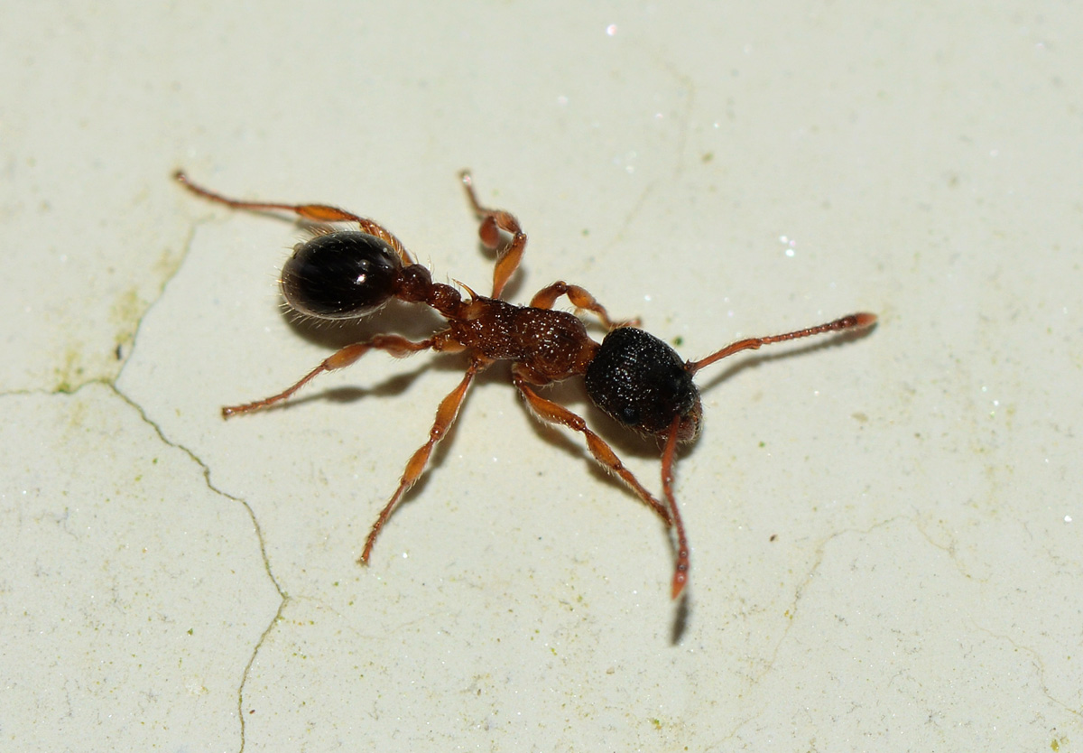 formica spinosa: Myrmica cfr scabrinodis