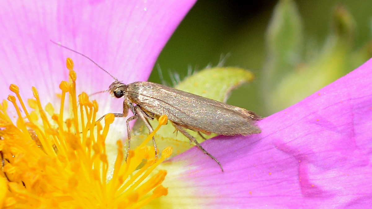 Farfallina sarda - Cfr. Scythris sp, Scythrididae