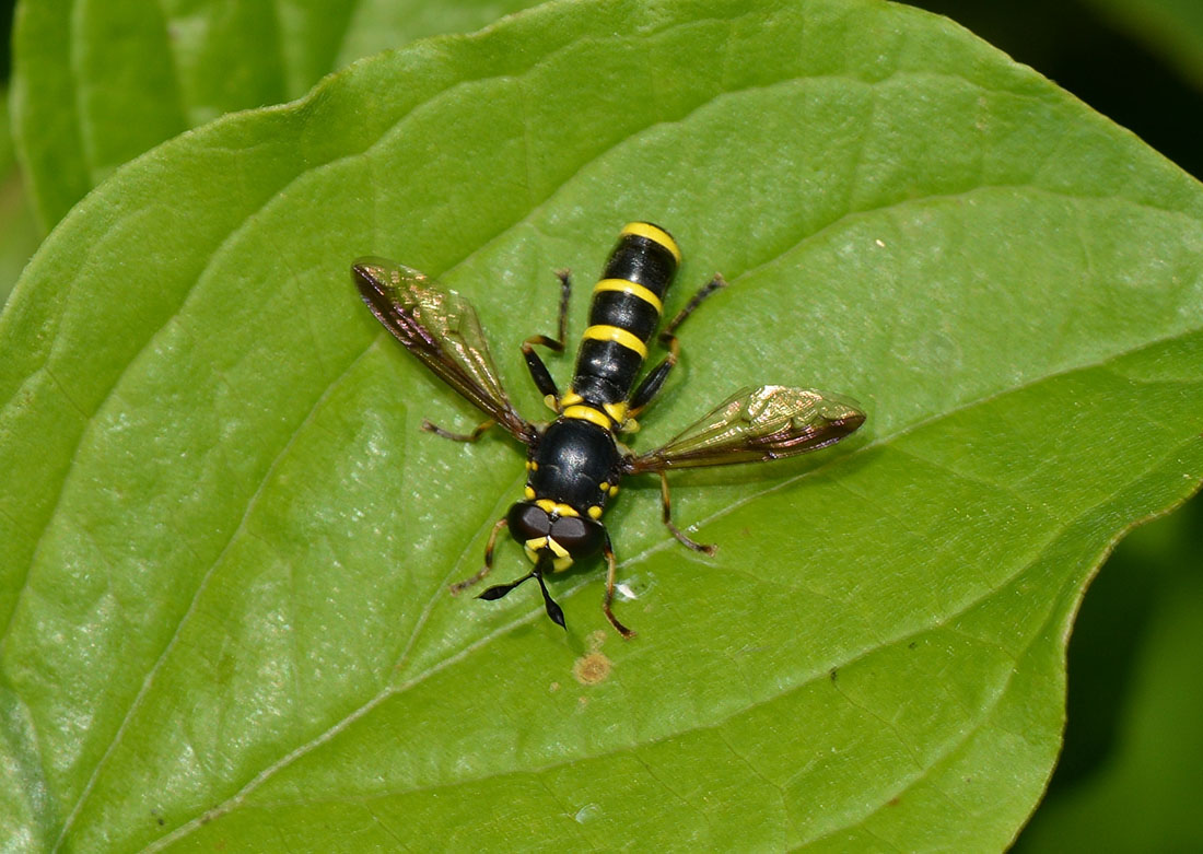 Quale Ceriana ? Ceriana vespiformis