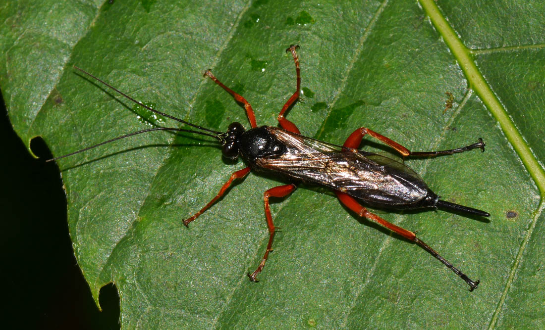 Pimpla cfr rufipes