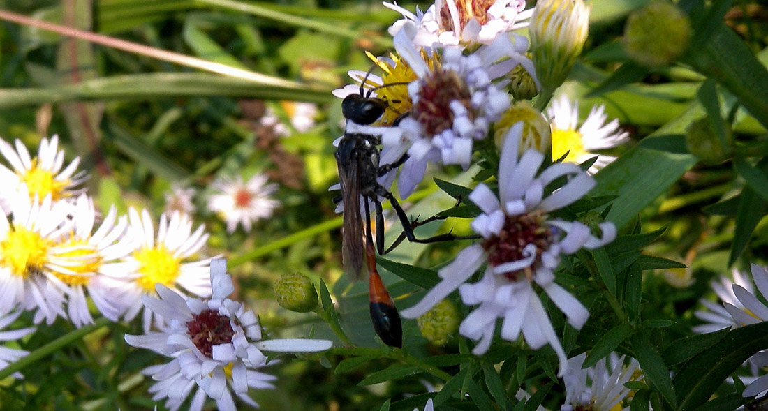 Femmina di Ammophila sabulosa