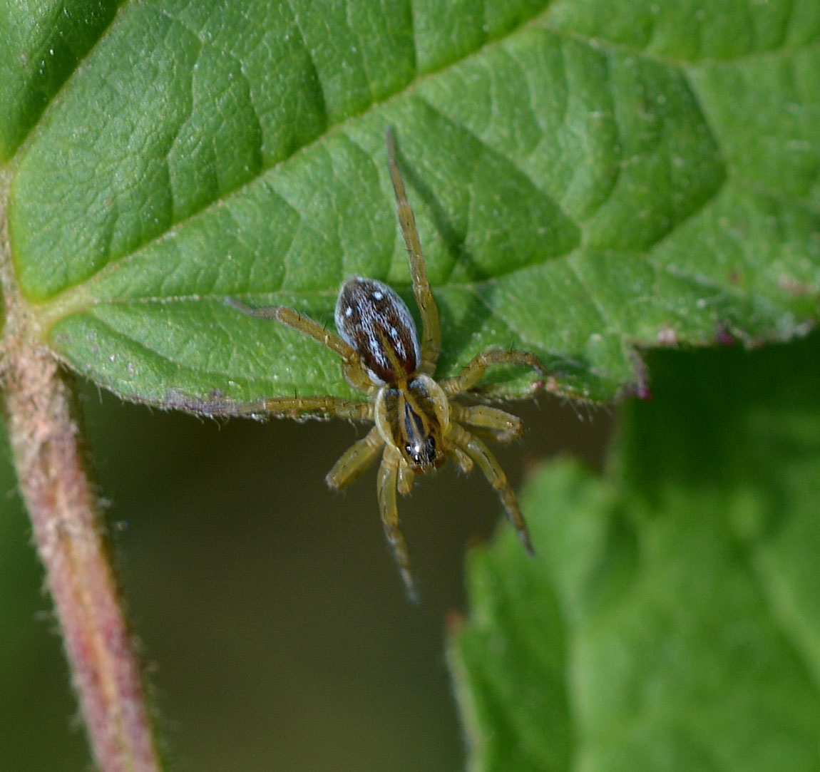 Pirata sp. - Paullo (MI)