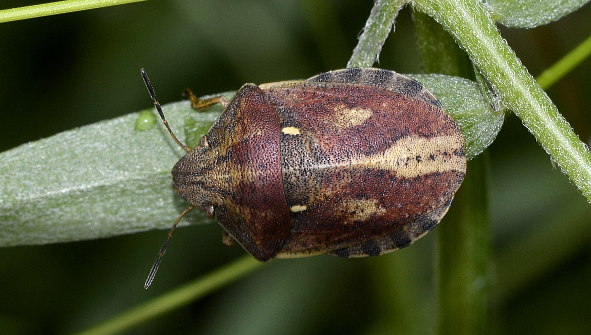 Scutelleridae: Eurygaster testudinaria del Piemonte (VB)