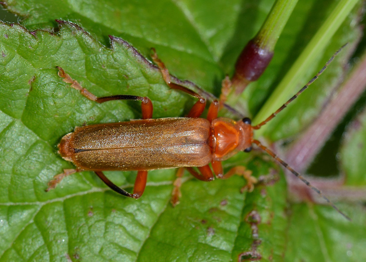 Cantharis sp. (livida?)