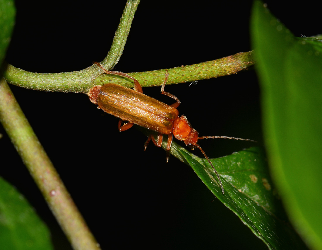 Absidia? No. Cantharis sp.