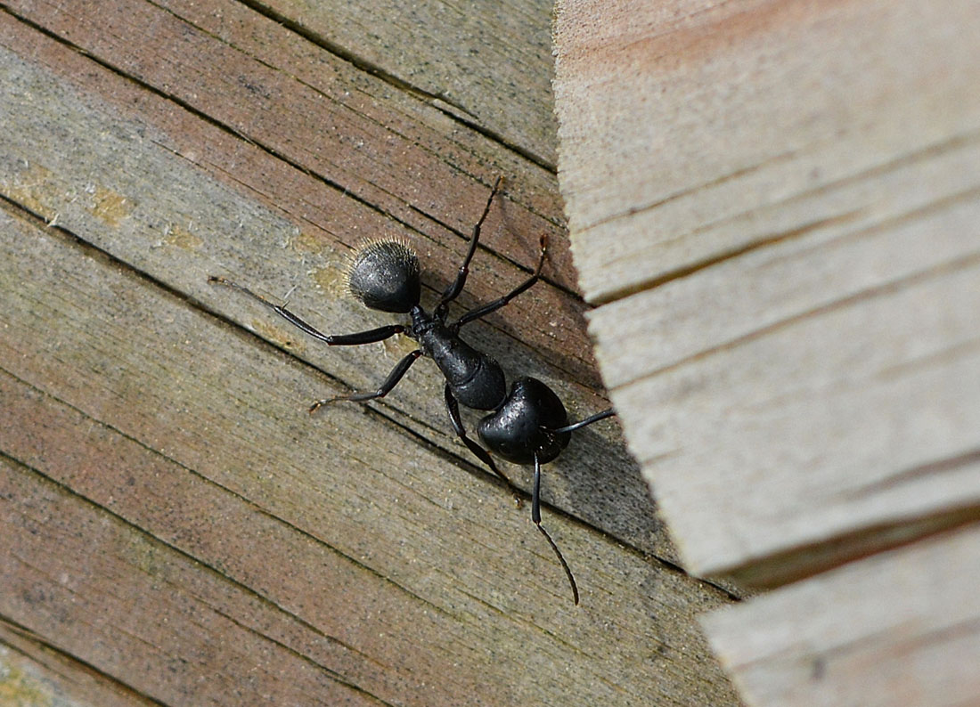 Camponotus vagus, operaie maggiori e maschi sciamanti