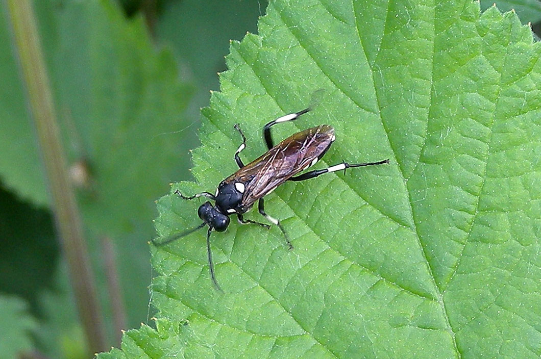 Tenthredinidae: Macrophya duodecimpunctata