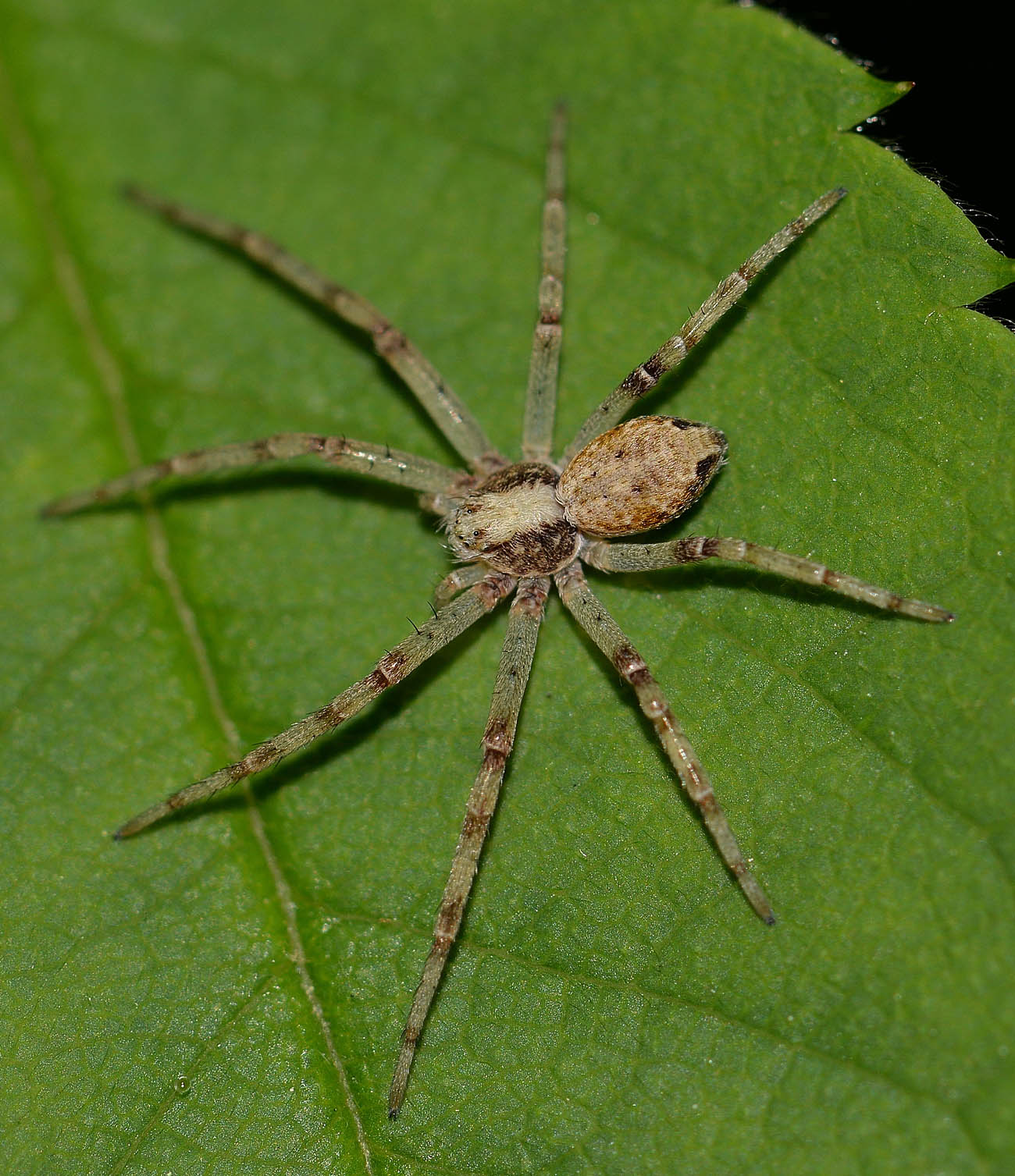 Philodromus sp. - Medaglia (MI)