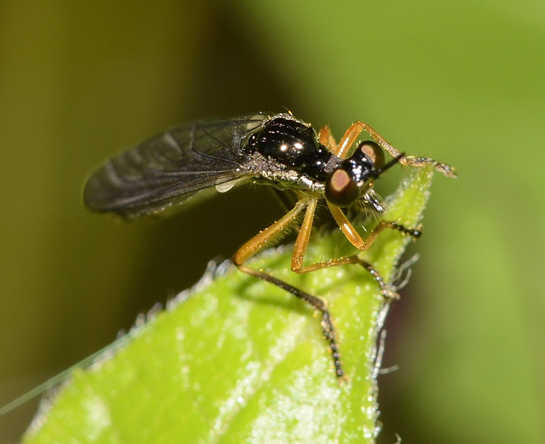 Asilidae: Dioctria sp.