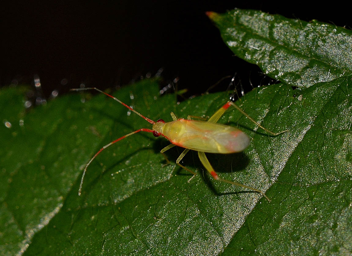 Miridae: Campyloneura virgula fresco di muta