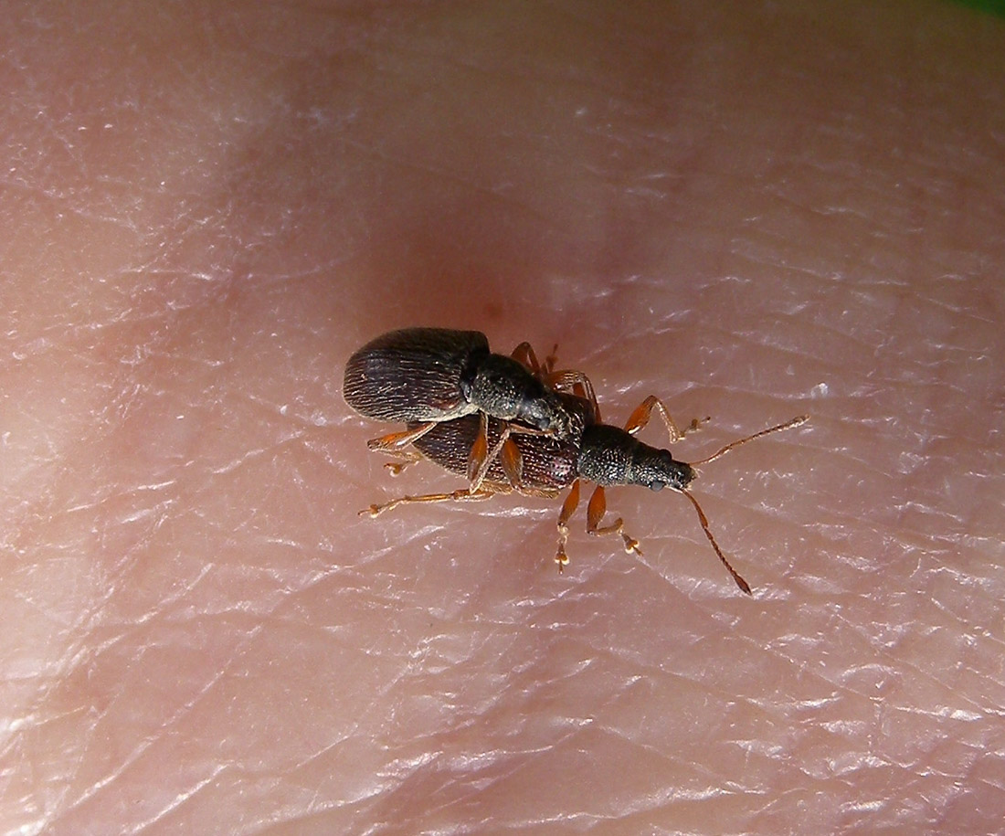 Curculionidae da id. - Phyllobius oblongus