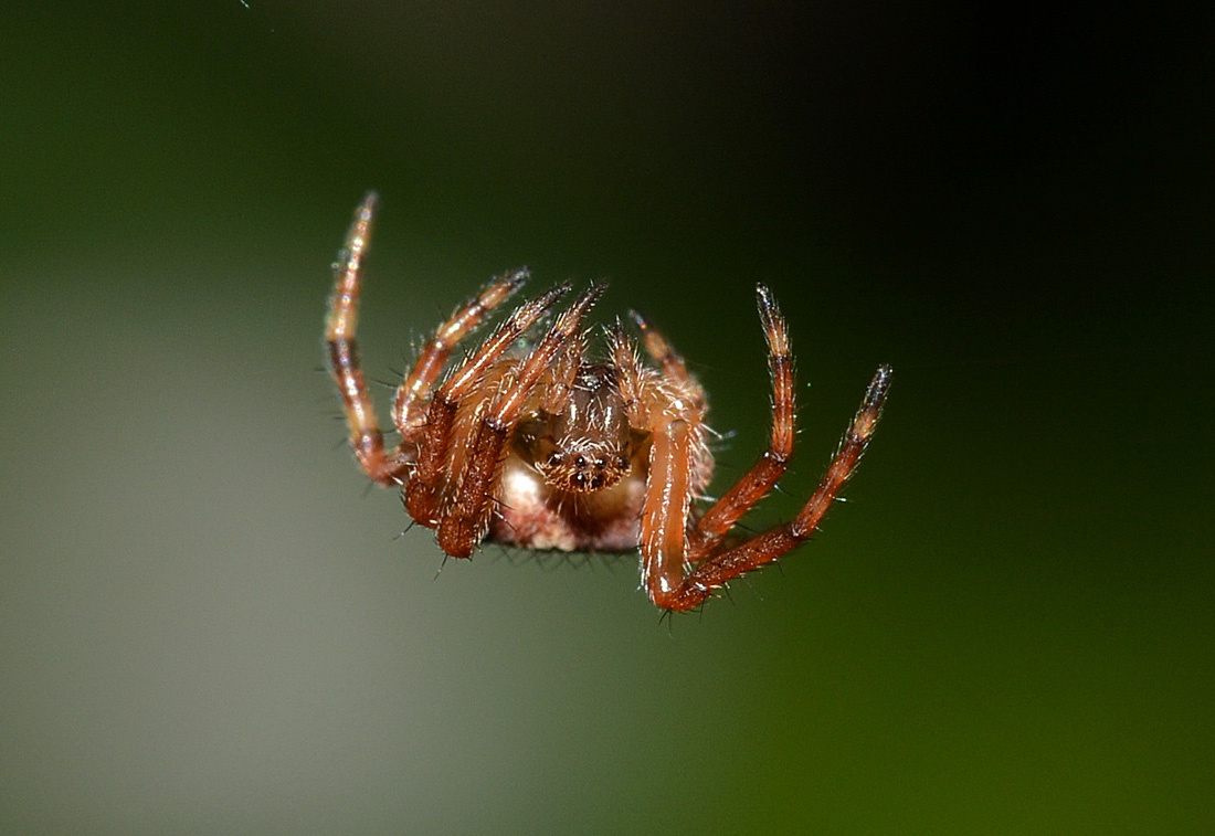 Araneus angulatus - Medaglia (MI)