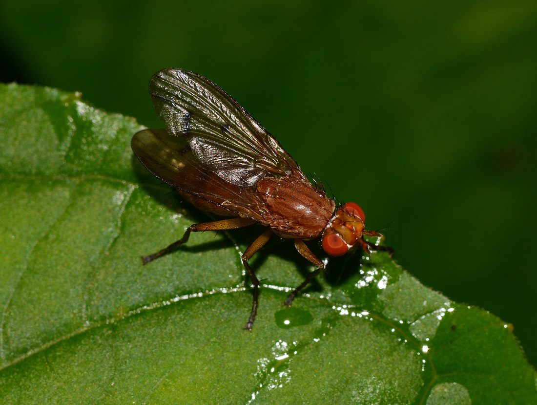 Minettia sp.? Possibile Tetanocera ferruginea