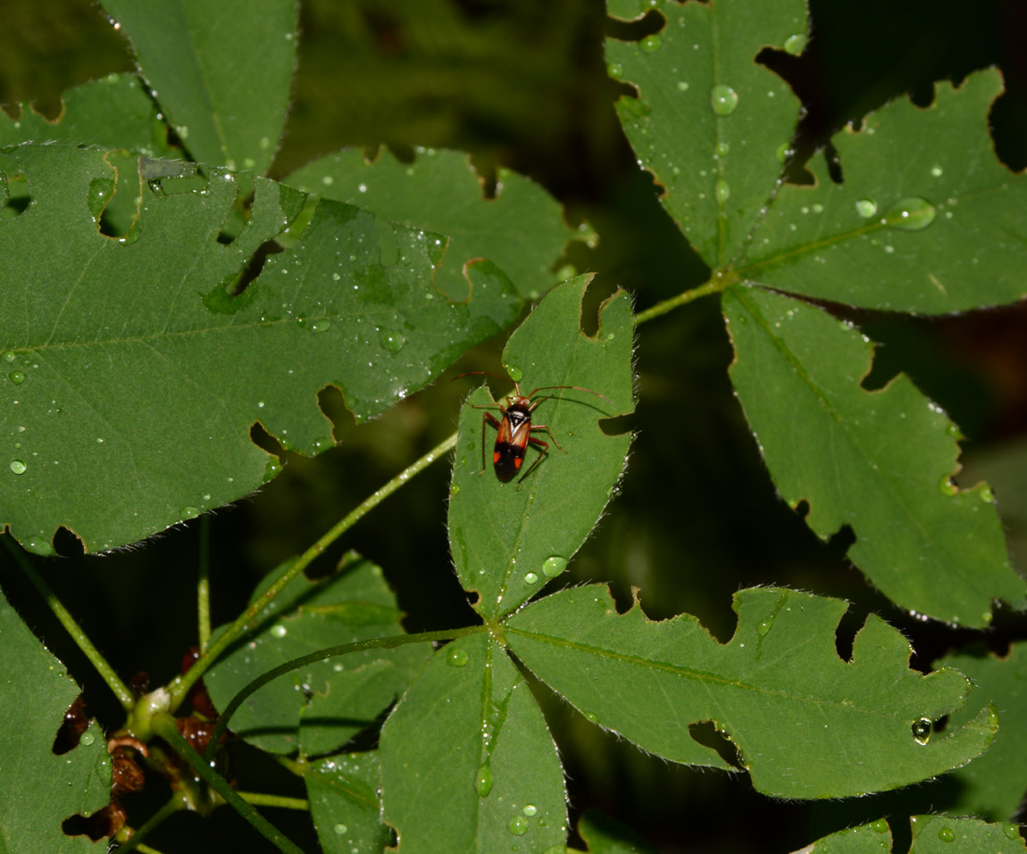 Miridae: Megacoelum infusum del Piemonte (VB)