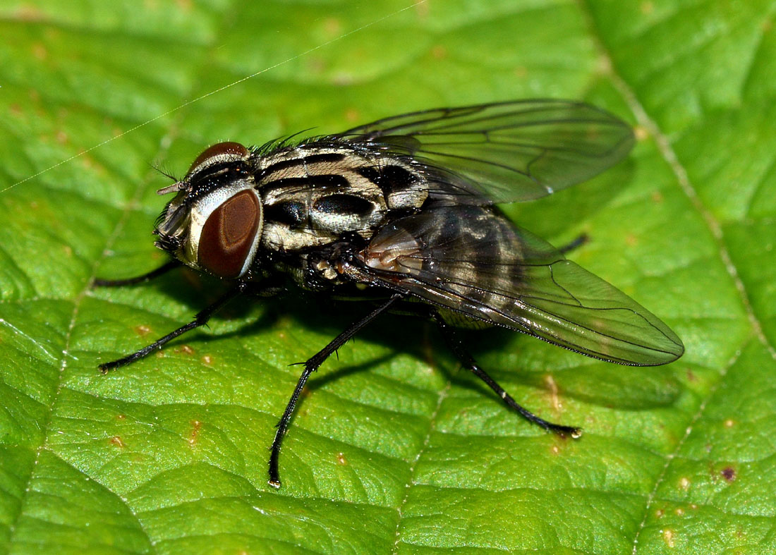 Sarcophaga carnaria ?