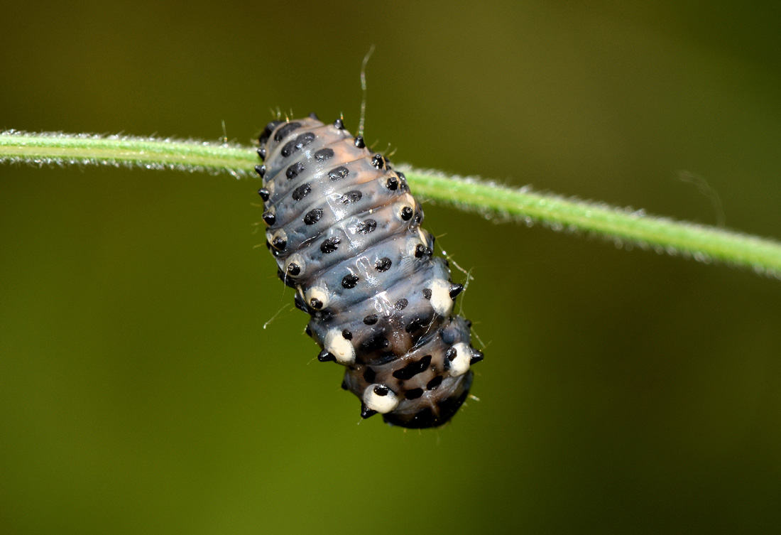 larva di Coccinellidae