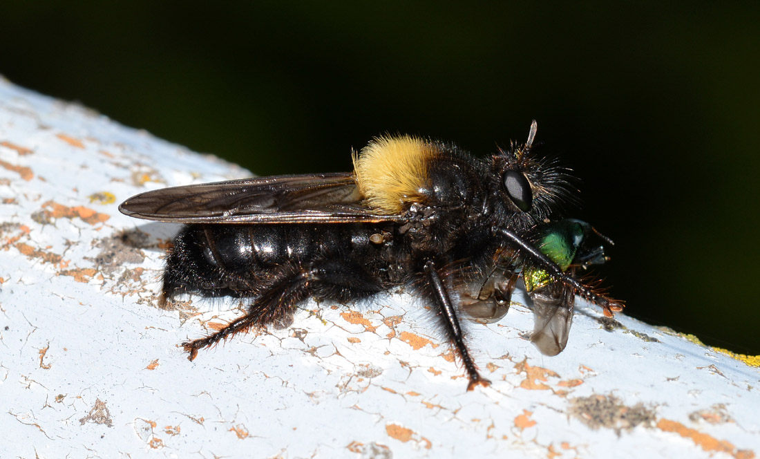 Laphria