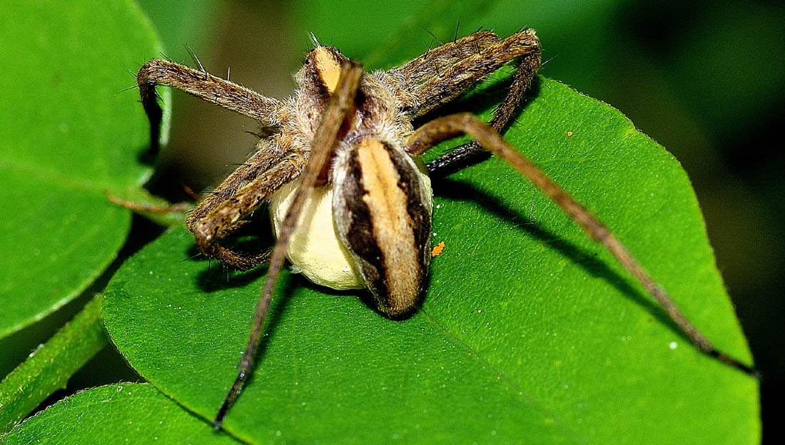 Pisaura sp. con ovisacco - Spino d''Adda (CR)