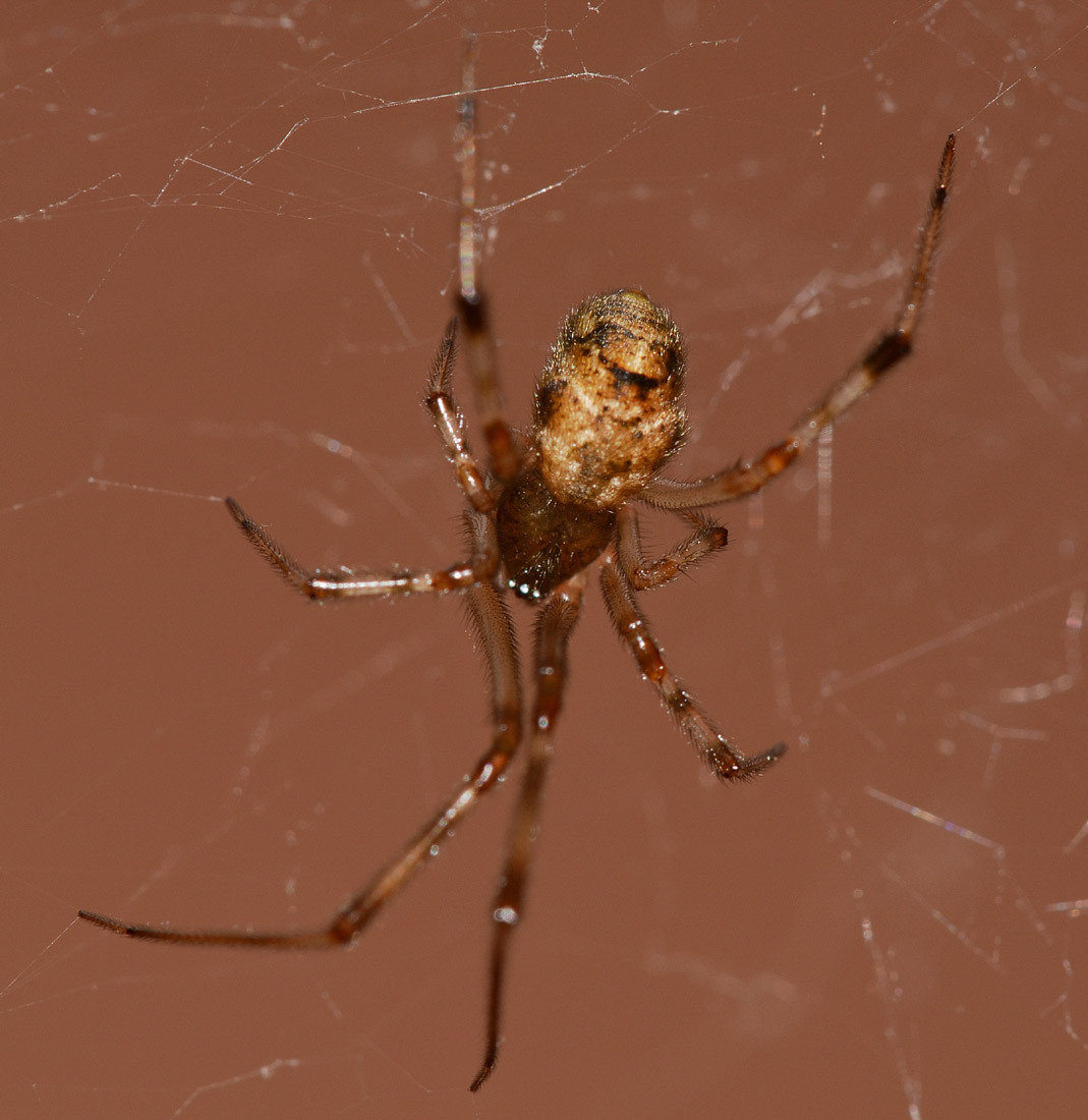 Parasteatoda tepidariorum - Mediglia (MI)