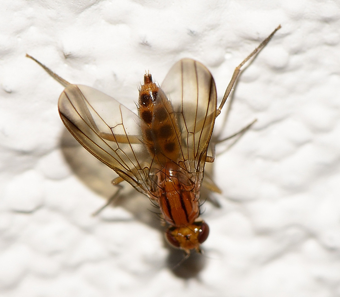 Clusiliidae ?....Clusiidae