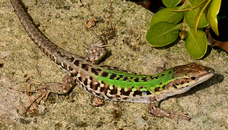 lucertola verdina