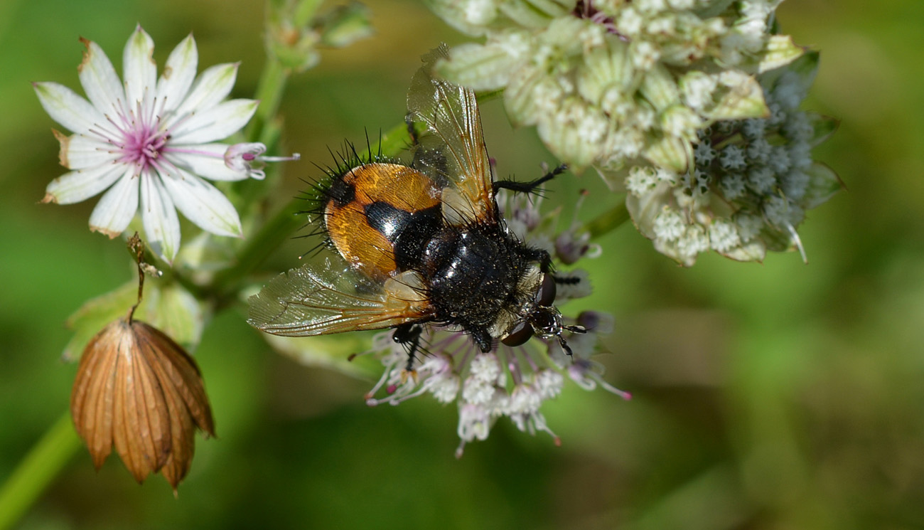 Tachinidae