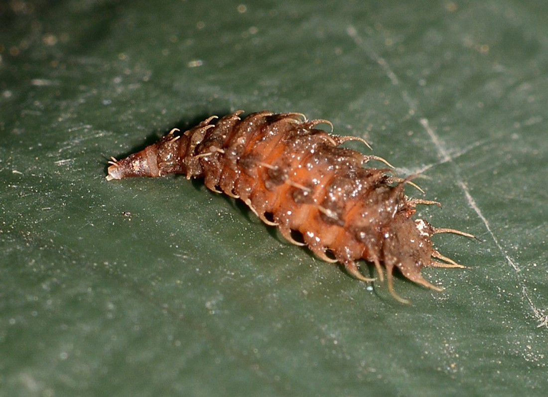 larva di Fannia sp.