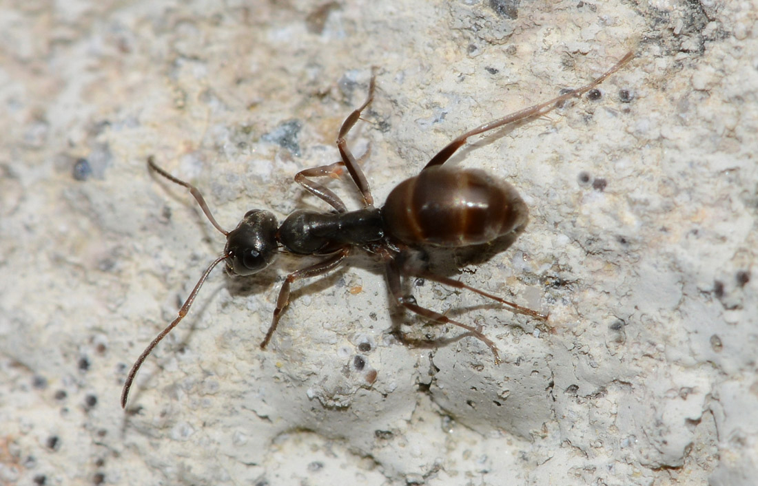 Formica cfr cinerea