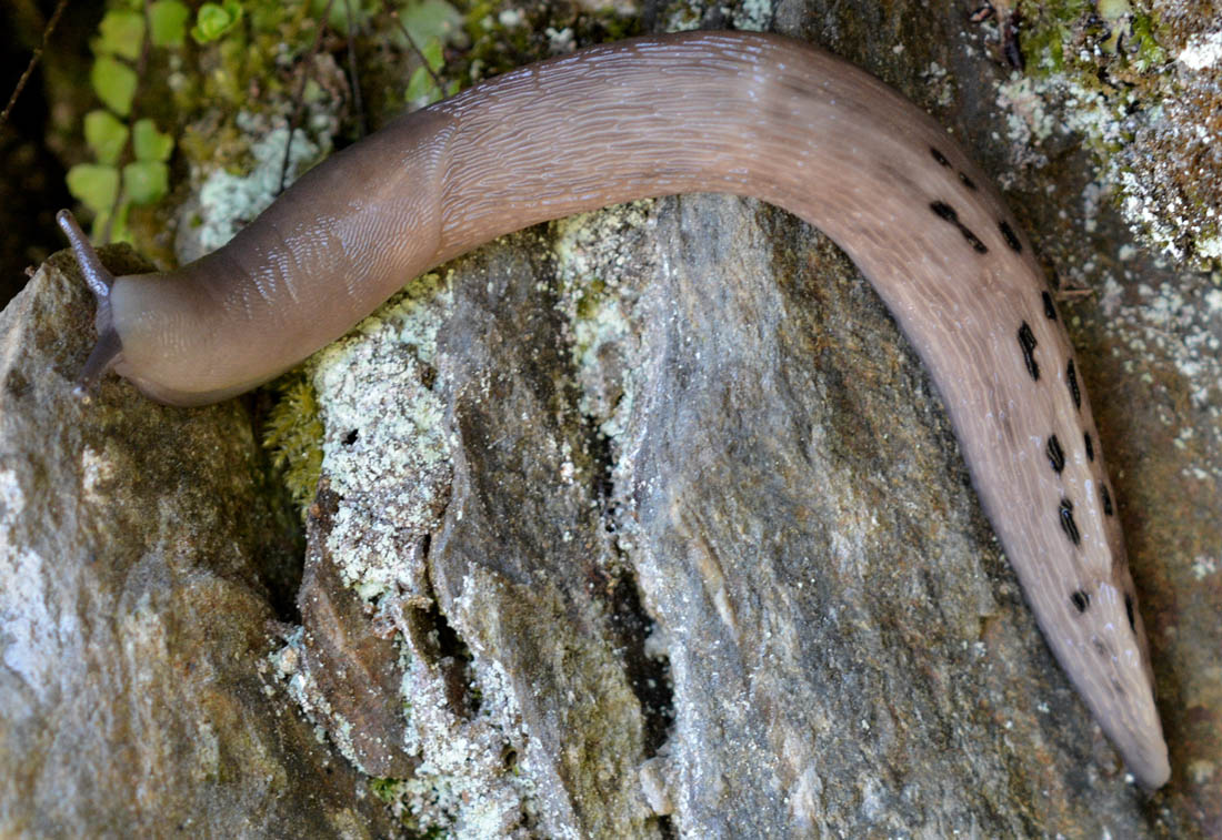 Limax alpinus da Anzino (VB)