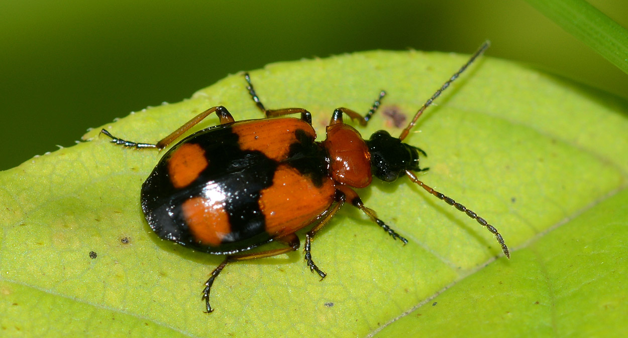 nero-arancio: Lebia cruxminor (Carabidae)