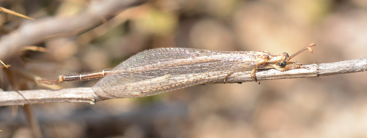 Myrmeleontidae da id - Macronemurus appendiculatus