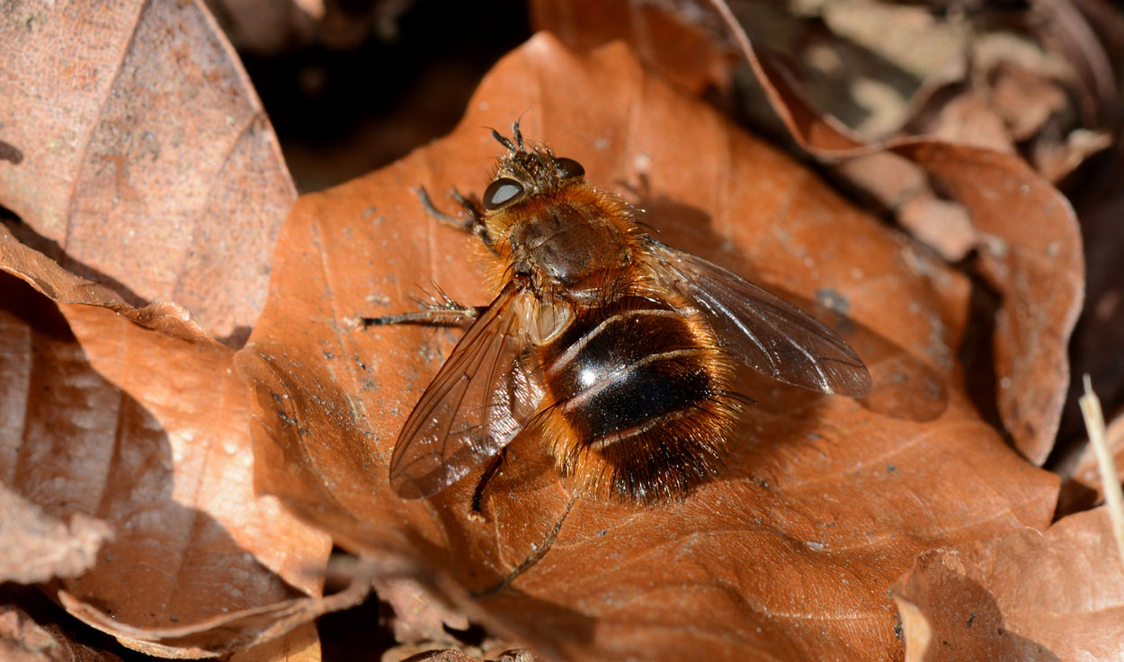 Syrphidae ?