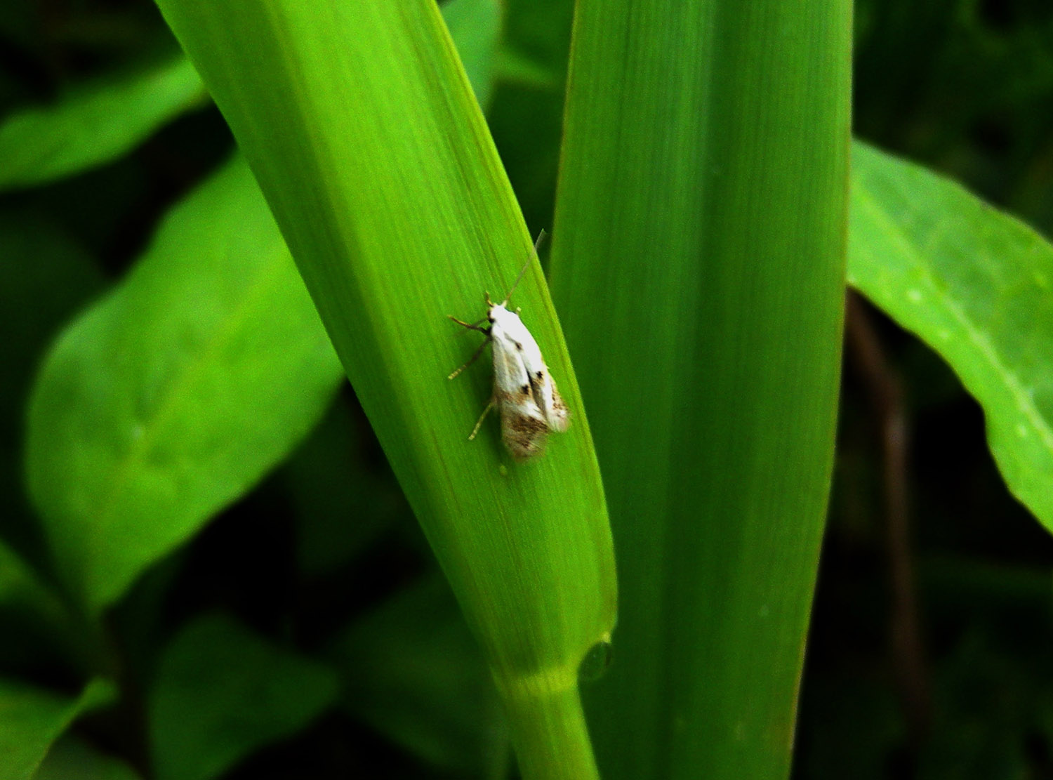 lepidottero? Cochylis sp.