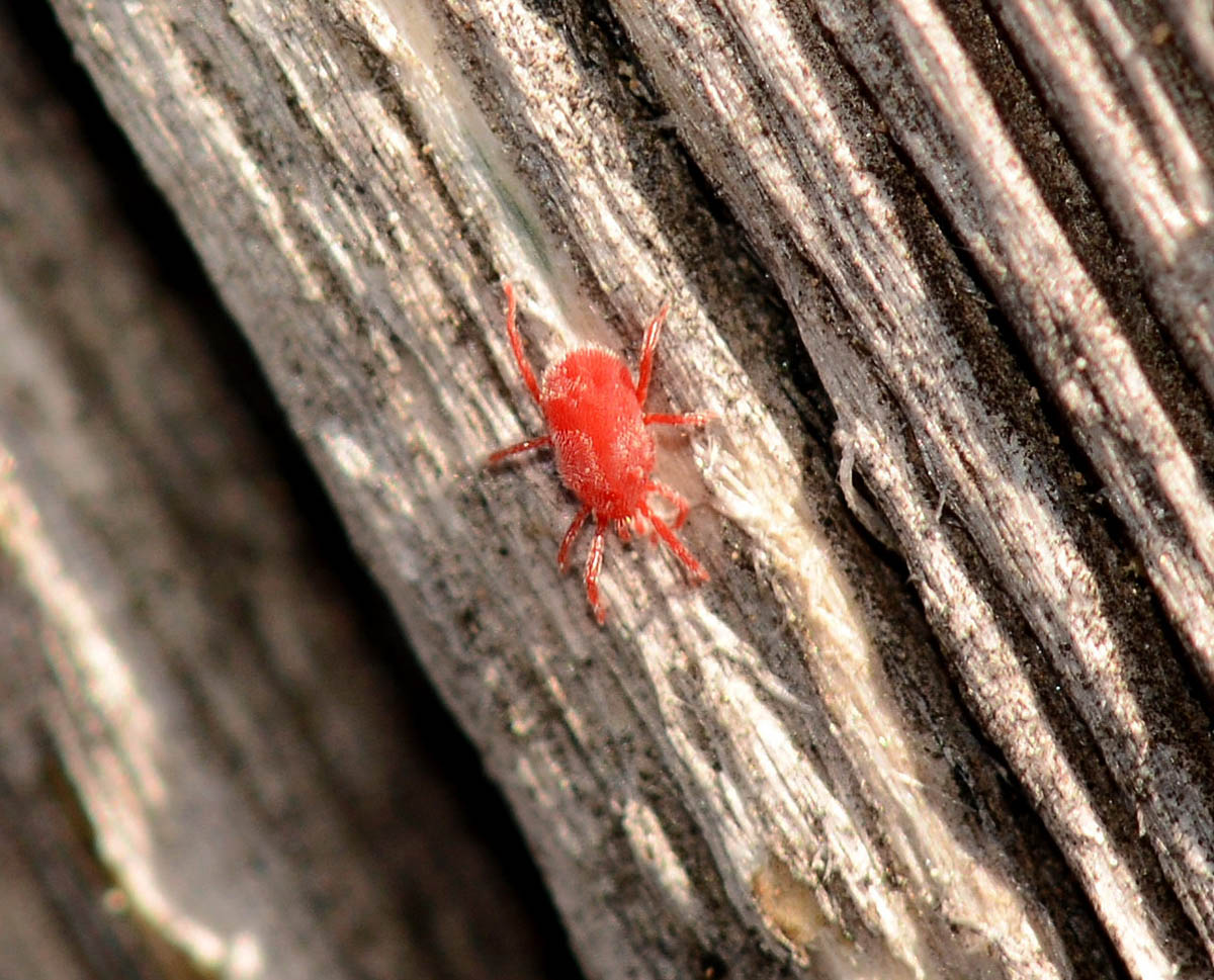 Erythraeidae:  cfr.  Balaustium sp. - Isola di Capraia (LI)