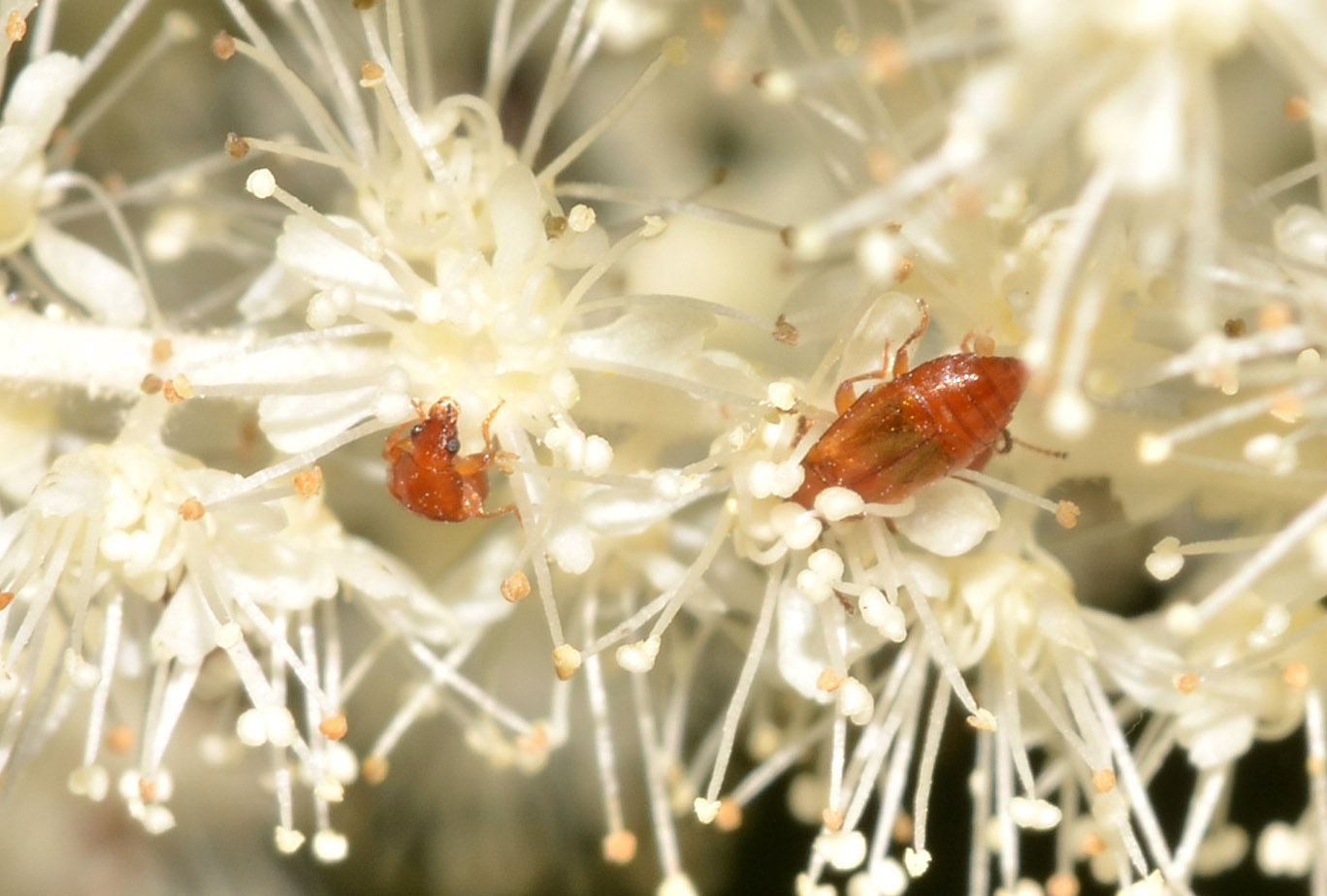 micro su Apiaceae:  Staphylinidae Omaliinae