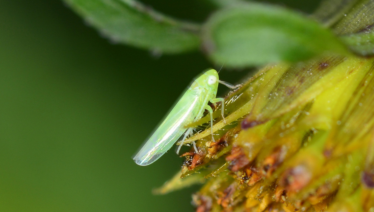 cicadella da id