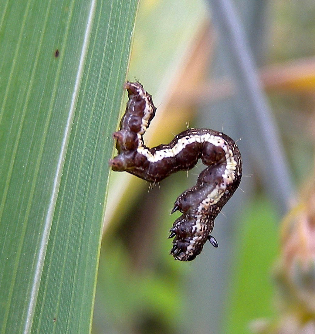 larva da riconoscere - Acontia (Emmelia) trabealis