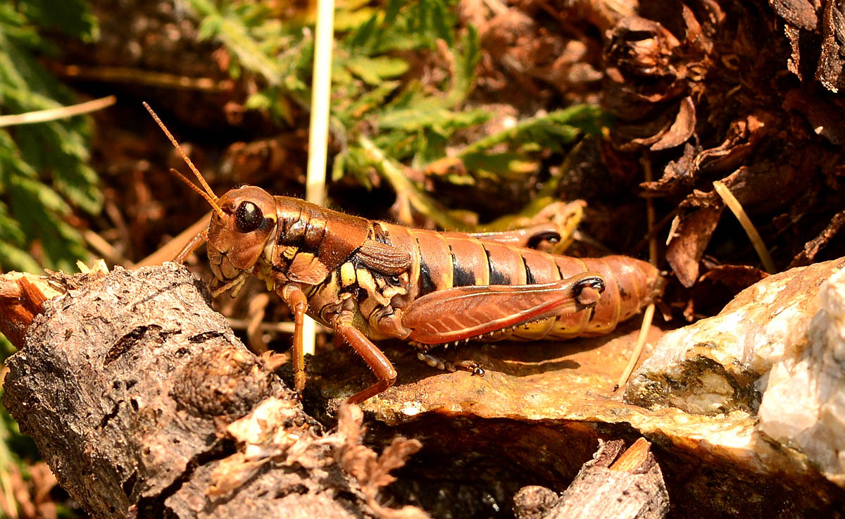 Acrididae:  Podisma pedestris