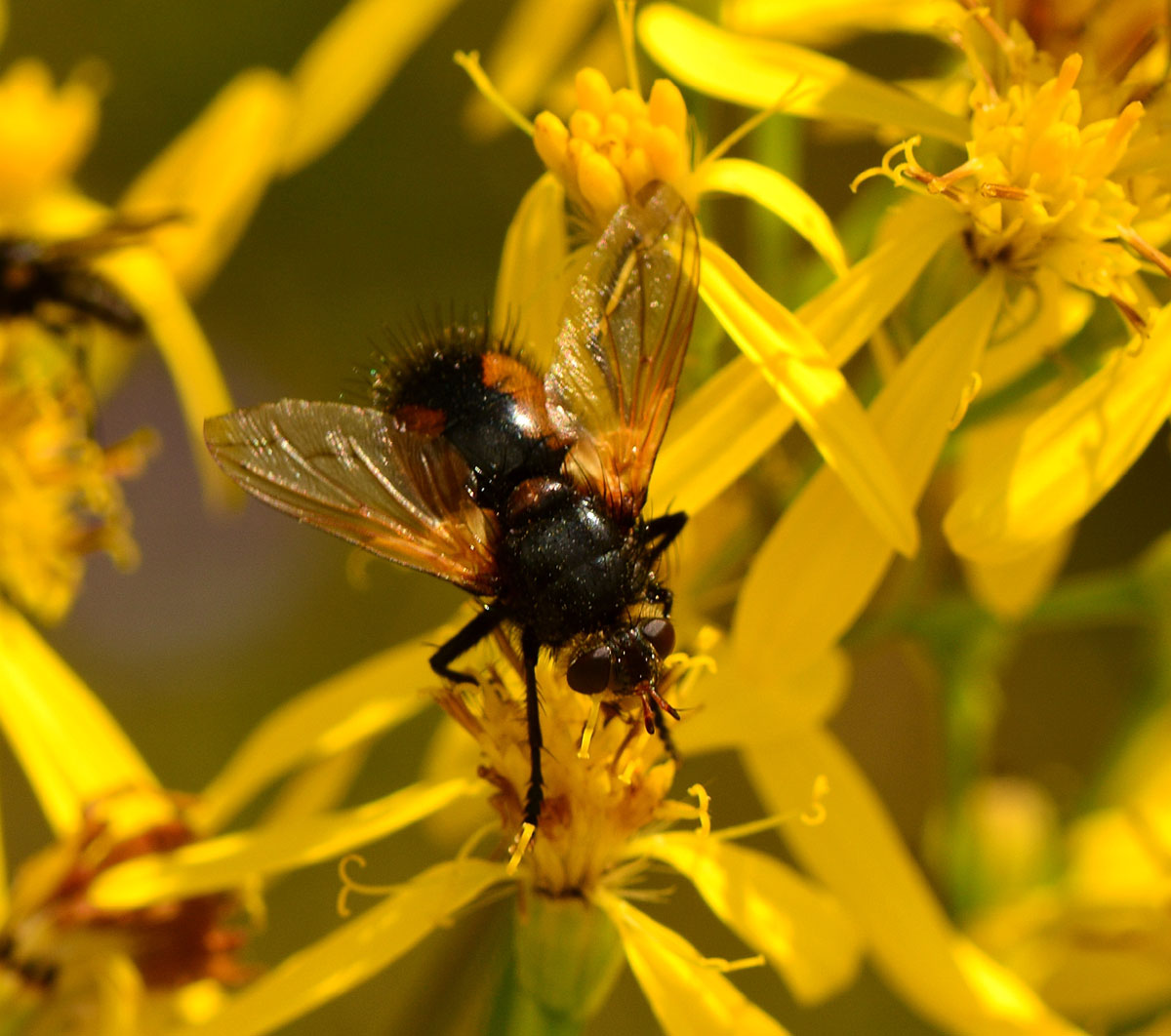 Nowickia sp. (Tachinidae)