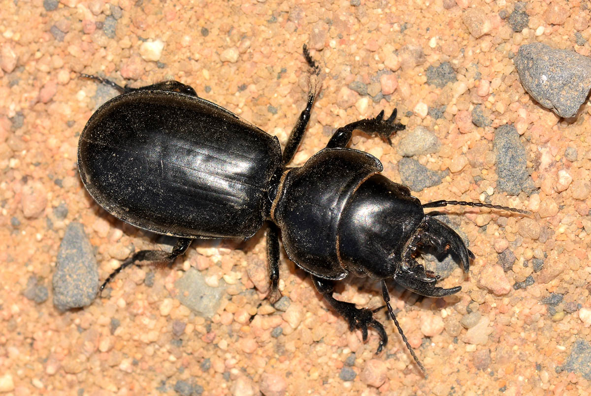 Carabidae: Scarites buparius, femmina