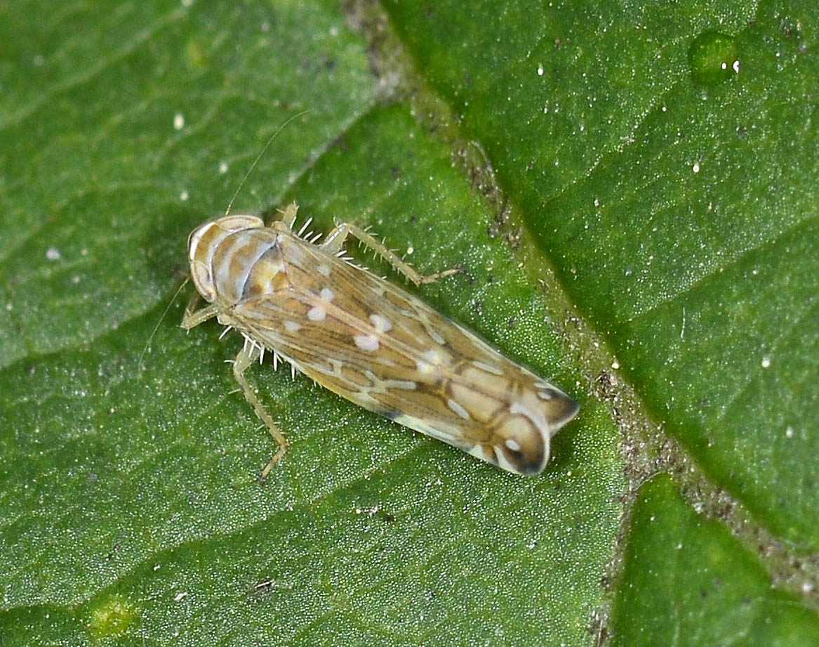 Paralimnus cfr. phragmitis (Cicadellidae)