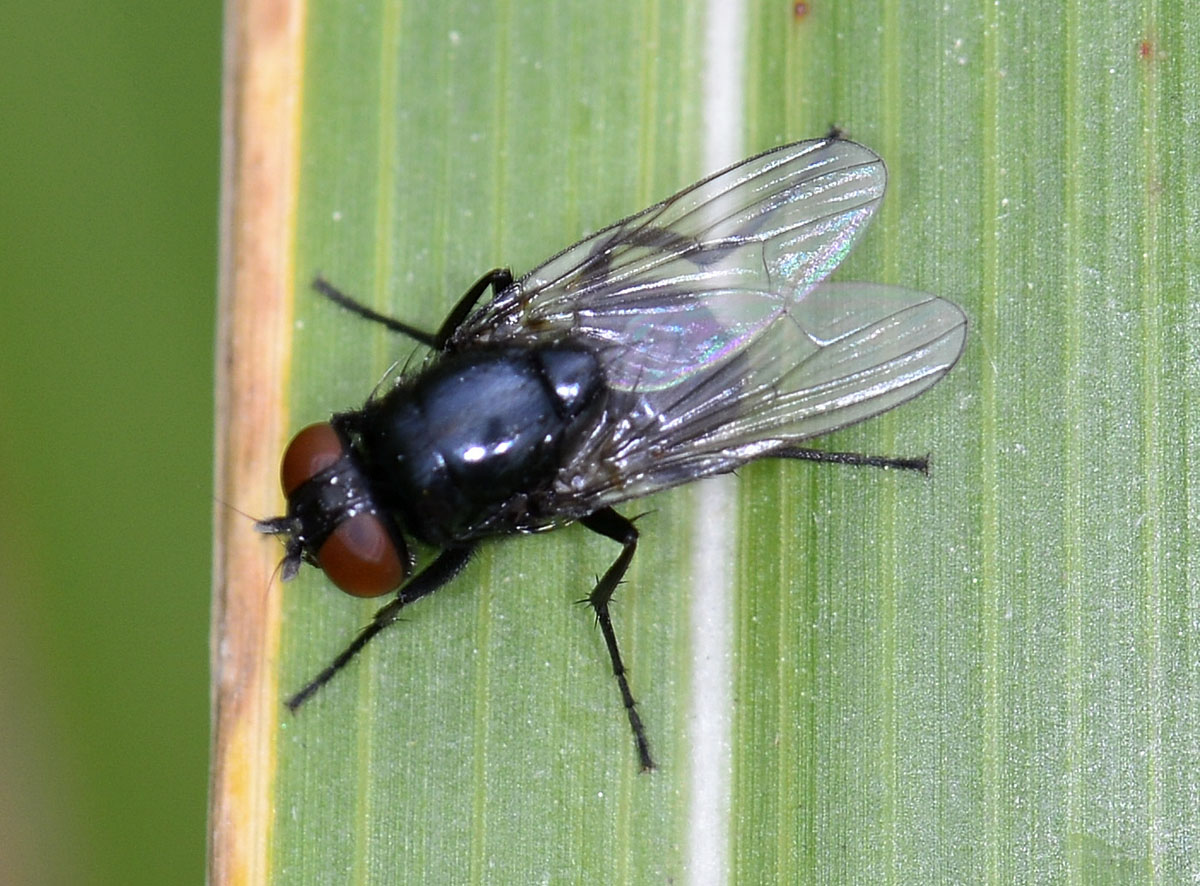 Muscidae: femmina di Hydrotaea ignava