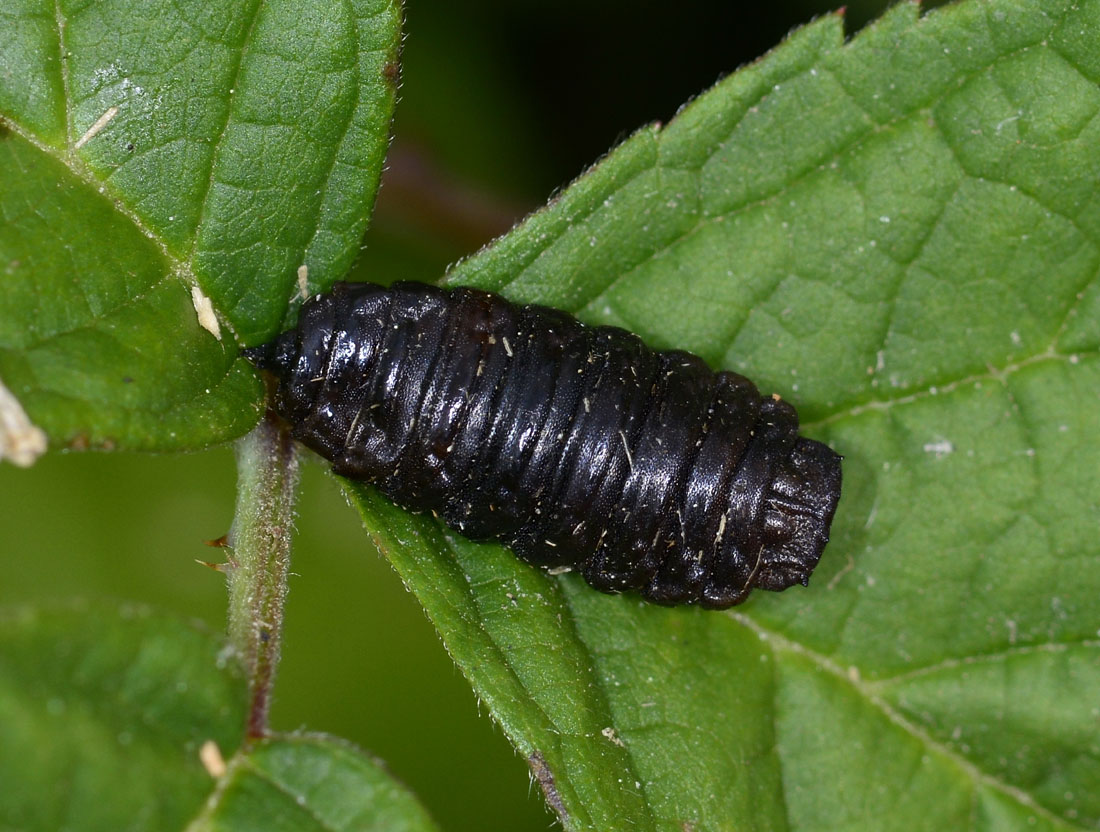 Larva o pupa?   Pupa