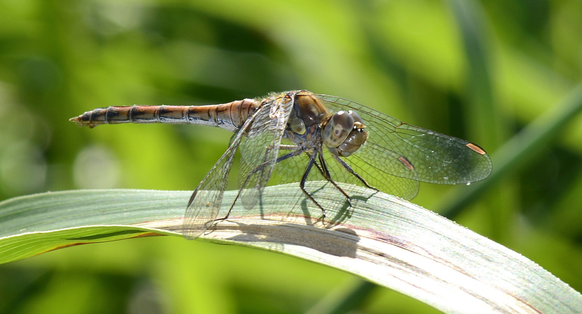 Sympetrum striolatum