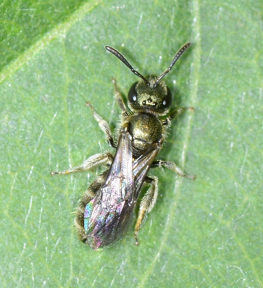 Halictus sp., femmina (Apidae Halictinae)