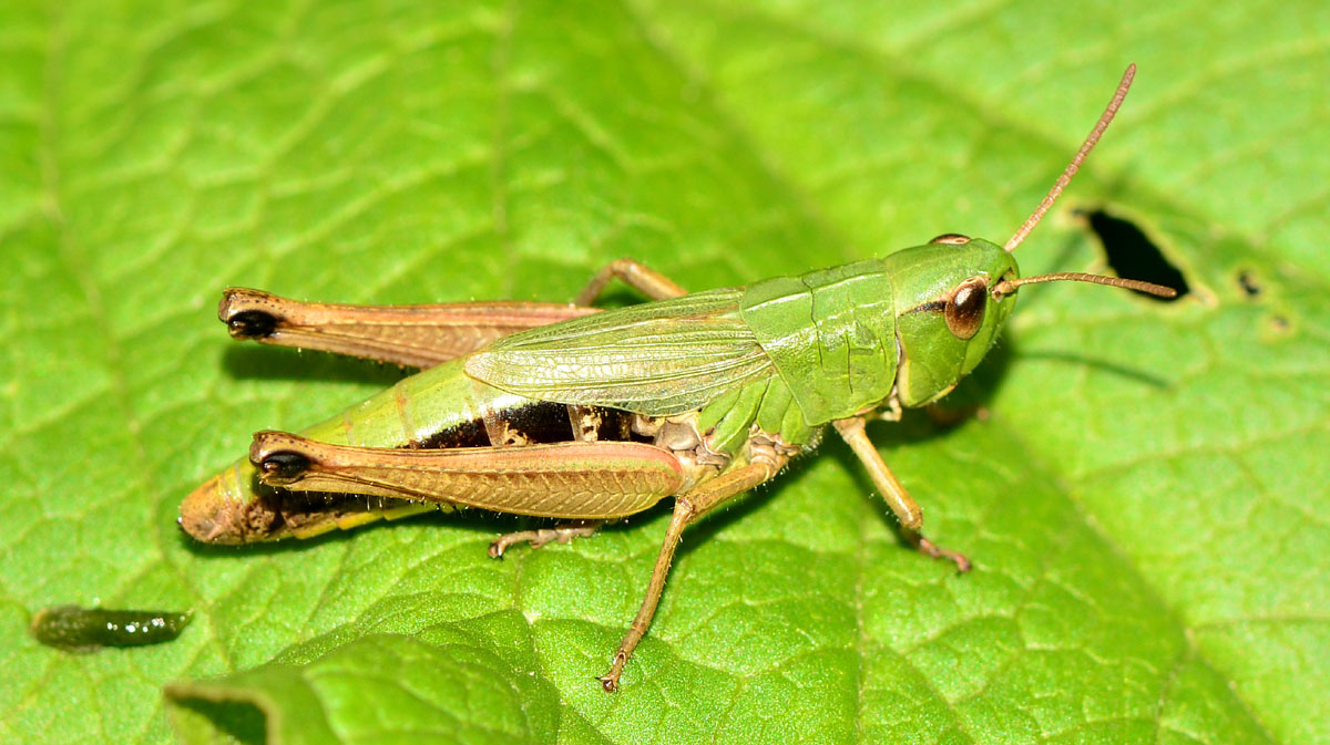 Chorthippus  parallelus parallelus