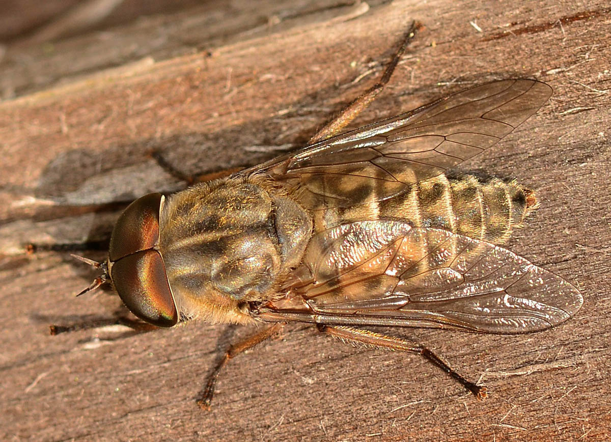 Tabanidae: Tabanus cfr. bromius