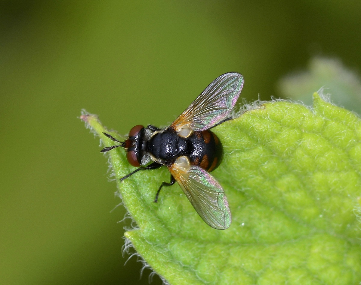 Tachinidae